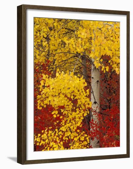 Aspen Trees with Golden Leaves, Wenatchee National Forest, Washington, USA-Jamie & Judy Wild-Framed Premium Photographic Print