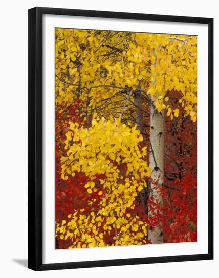 Aspen Trees with Golden Leaves, Wenatchee National Forest, Washington, USA-Jamie & Judy Wild-Framed Premium Photographic Print