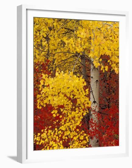 Aspen Trees with Golden Leaves, Wenatchee National Forest, Washington, USA-Jamie & Judy Wild-Framed Premium Photographic Print