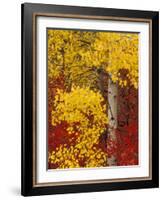 Aspen Trees with Golden Leaves, Wenatchee National Forest, Washington, USA-Jamie & Judy Wild-Framed Photographic Print