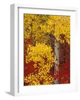 Aspen Trees with Golden Leaves, Wenatchee National Forest, Washington, USA-Jamie & Judy Wild-Framed Photographic Print