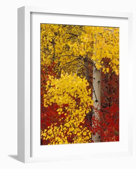Aspen Trees with Golden Leaves, Wenatchee National Forest, Washington, USA-Jamie & Judy Wild-Framed Photographic Print