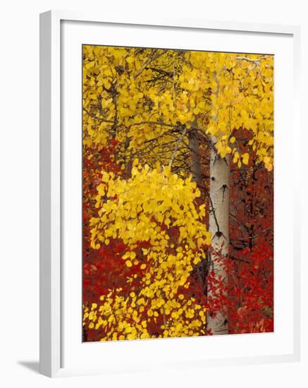 Aspen Trees with Golden Leaves, Wenatchee National Forest, Washington, USA-Jamie & Judy Wild-Framed Photographic Print