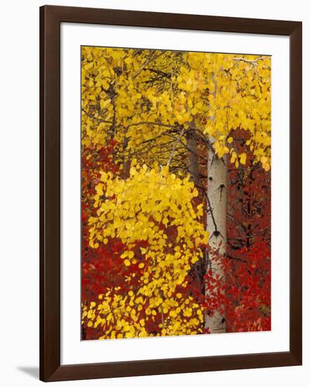 Aspen Trees with Golden Leaves, Wenatchee National Forest, Washington, USA-Jamie & Judy Wild-Framed Photographic Print