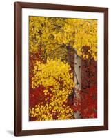 Aspen Trees with Golden Leaves, Wenatchee National Forest, Washington, USA-Jamie & Judy Wild-Framed Photographic Print