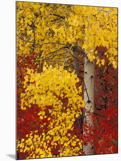 Aspen Trees with Golden Leaves, Wenatchee National Forest, Washington, USA-Jamie & Judy Wild-Mounted Photographic Print