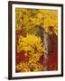 Aspen Trees with Golden Leaves, Wenatchee National Forest, Washington, USA-Jamie & Judy Wild-Framed Photographic Print