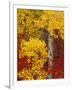 Aspen Trees with Golden Leaves, Wenatchee National Forest, Washington, USA-Jamie & Judy Wild-Framed Photographic Print