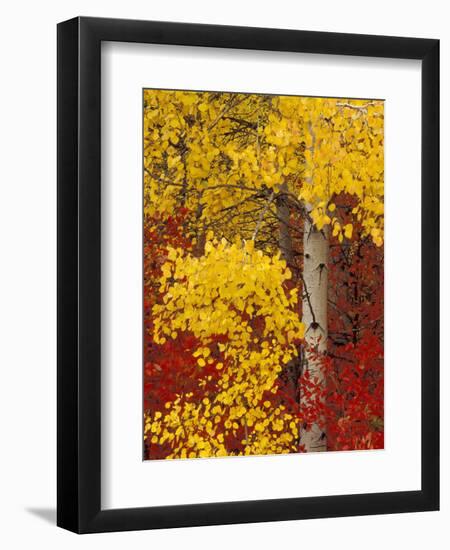 Aspen Trees with Golden Leaves, Wenatchee National Forest, Washington, USA-Jamie & Judy Wild-Framed Premium Photographic Print