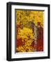 Aspen Trees with Golden Leaves, Wenatchee National Forest, Washington, USA-Jamie & Judy Wild-Framed Premium Photographic Print
