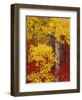 Aspen Trees with Golden Leaves, Wenatchee National Forest, Washington, USA-Jamie & Judy Wild-Framed Photographic Print