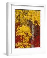 Aspen Trees with Golden Leaves, Wenatchee National Forest, Washington, USA-Jamie & Judy Wild-Framed Photographic Print