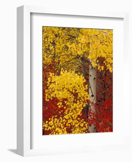 Aspen Trees with Golden Leaves, Wenatchee National Forest, Washington, USA-Jamie & Judy Wild-Framed Photographic Print