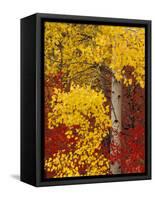 Aspen Trees with Golden Leaves, Wenatchee National Forest, Washington, USA-Jamie & Judy Wild-Framed Stretched Canvas