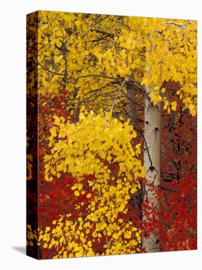 Aspen Trees with Golden Leaves, Wenatchee National Forest, Washington, USA-Jamie & Judy Wild-Stretched Canvas