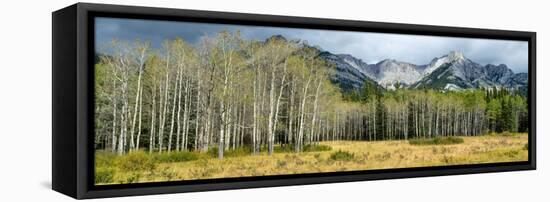 Aspen Trees with Mountains in the Background, Bow Valley Parkway, Banff National Park, Alberta-null-Framed Stretched Canvas