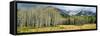 Aspen Trees with Mountains in the Background, Bow Valley Parkway, Banff National Park, Alberta-null-Framed Stretched Canvas