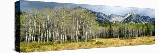 Aspen Trees with Mountains in the Background, Bow Valley Parkway, Banff National Park, Alberta-null-Stretched Canvas