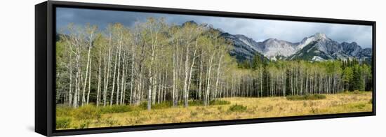 Aspen Trees with Mountains in the Background, Bow Valley Parkway, Banff National Park, Alberta-null-Framed Stretched Canvas