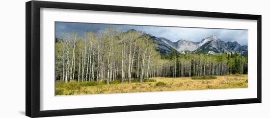 Aspen Trees with Mountains in the Background, Bow Valley Parkway, Banff National Park, Alberta-null-Framed Photographic Print