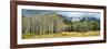 Aspen Trees with Mountains in the Background, Bow Valley Parkway, Banff National Park, Alberta-null-Framed Photographic Print