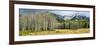 Aspen Trees with Mountains in the Background, Bow Valley Parkway, Banff National Park, Alberta-null-Framed Photographic Print