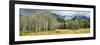 Aspen Trees with Mountains in the Background, Bow Valley Parkway, Banff National Park, Alberta-null-Framed Photographic Print