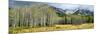 Aspen Trees with Mountains in the Background, Bow Valley Parkway, Banff National Park, Alberta-null-Mounted Photographic Print