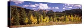 Aspen Trees with Mountains in the Background, Colorado, USA-null-Stretched Canvas