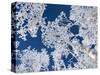 Aspen Trees with Snow-Grafton Smith-Stretched Canvas