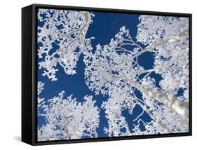 Aspen Trees with Snow-Grafton Smith-Framed Stretched Canvas