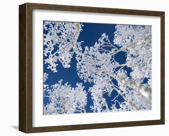 Aspen Trees with Snow-Grafton Smith-Framed Photographic Print