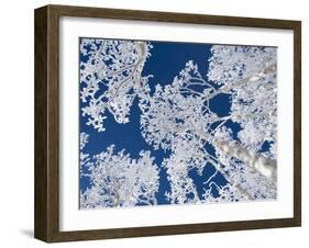 Aspen Trees with Snow-Grafton Smith-Framed Photographic Print