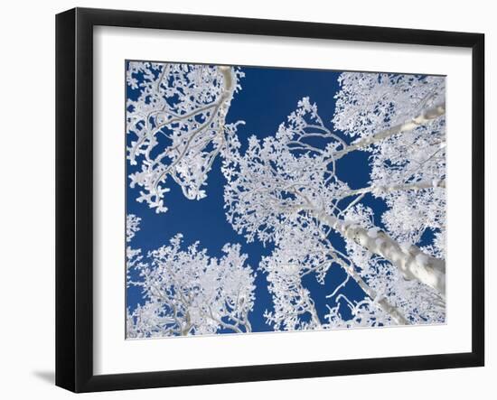 Aspen Trees with Snow-Grafton Smith-Framed Photographic Print