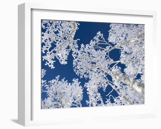 Aspen Trees with Snow-Grafton Smith-Framed Photographic Print