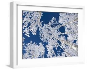 Aspen Trees with Snow-Grafton Smith-Framed Photographic Print