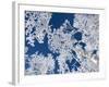 Aspen Trees with Snow-Grafton Smith-Framed Photographic Print