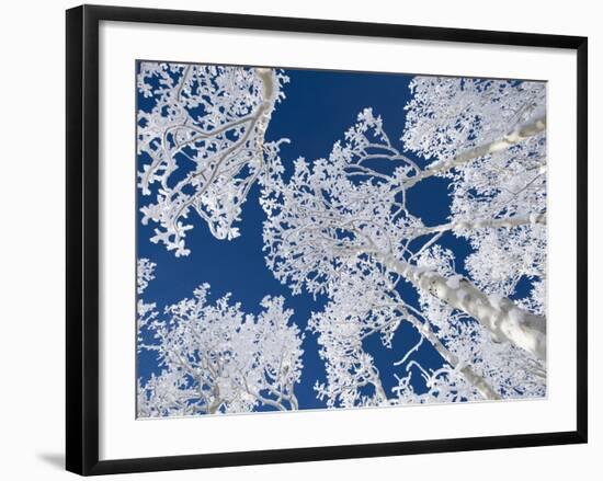 Aspen Trees with Snow-Grafton Smith-Framed Photographic Print