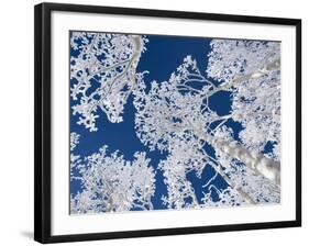 Aspen Trees with Snow-Grafton Smith-Framed Photographic Print