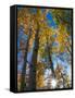 Aspen Trees with Sunlight Coming Through, Alaska, USA-Julie Eggers-Framed Stretched Canvas