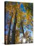 Aspen Trees with Sunlight Coming Through, Alaska, USA-Julie Eggers-Stretched Canvas