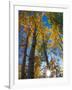 Aspen Trees with Sunlight Coming Through, Alaska, USA-Julie Eggers-Framed Premium Photographic Print