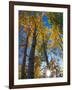 Aspen Trees with Sunlight Coming Through, Alaska, USA-Julie Eggers-Framed Premium Photographic Print