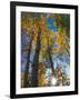 Aspen Trees with Sunlight Coming Through, Alaska, USA-Julie Eggers-Framed Premium Photographic Print