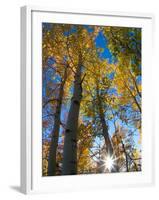 Aspen Trees with Sunlight Coming Through, Alaska, USA-Julie Eggers-Framed Photographic Print