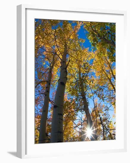 Aspen Trees with Sunlight Coming Through, Alaska, USA-Julie Eggers-Framed Photographic Print