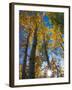 Aspen Trees with Sunlight Coming Through, Alaska, USA-Julie Eggers-Framed Photographic Print