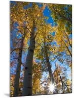 Aspen Trees with Sunlight Coming Through, Alaska, USA-Julie Eggers-Mounted Photographic Print