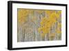 Aspen Trees-Don Paulson-Framed Giclee Print