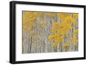 Aspen Trees-Don Paulson-Framed Giclee Print